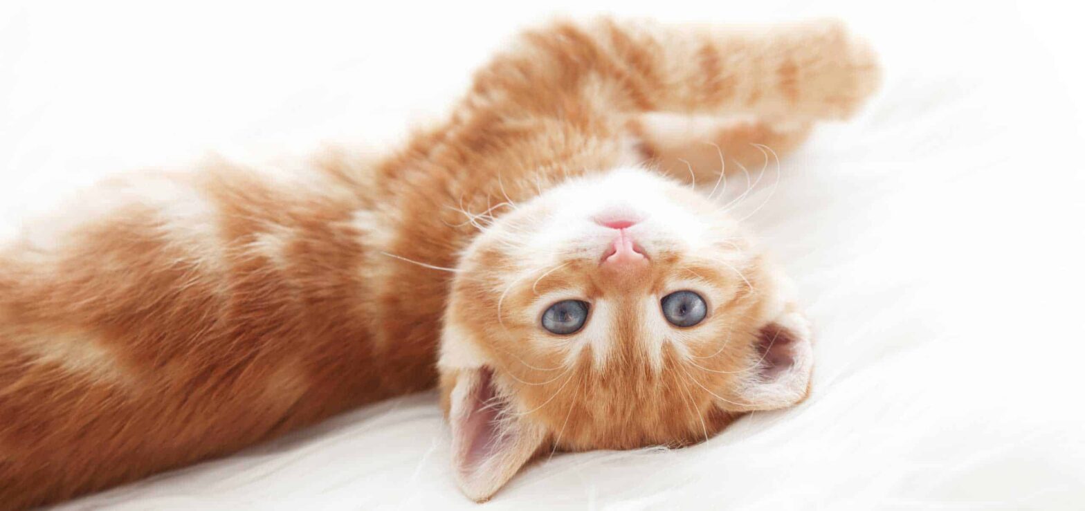adorable cute kitten